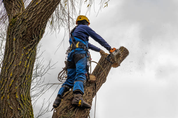 Best Hazardous Tree Removal  in Crestwood, MO