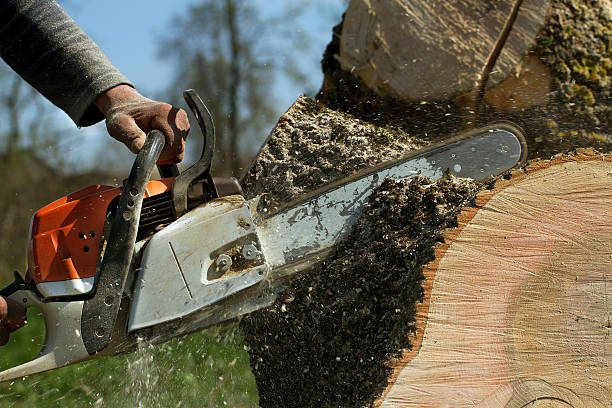 Why Choose Our Tree Removal Services in Crestwood, MO?