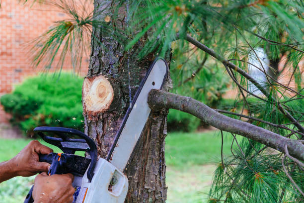 Best Arborist Consultation Services  in Crestwood, MO